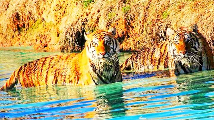 tiger swimming in water