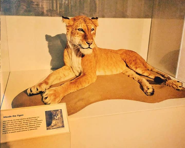 Maude the Tigon lived at Manchester Zoo from 1936 to 1949.
