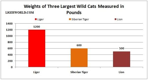 Weights Of Ligers Lions And Tigers