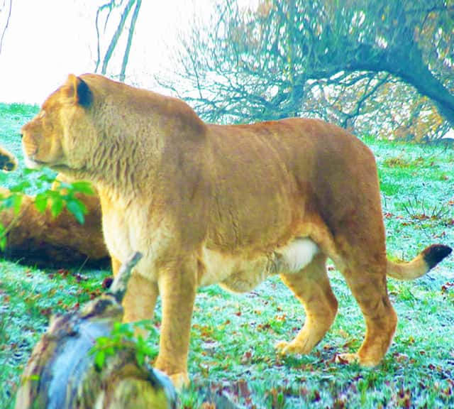biggest lion in the world ever found