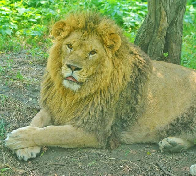 world biggest lion