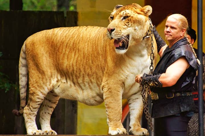 99 Facts Of Ligers
