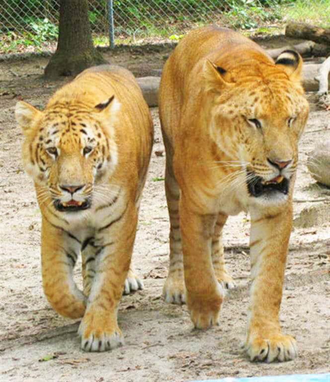 Ligers are the biggest cats. Their weight is twice the weight of lions or tigers.