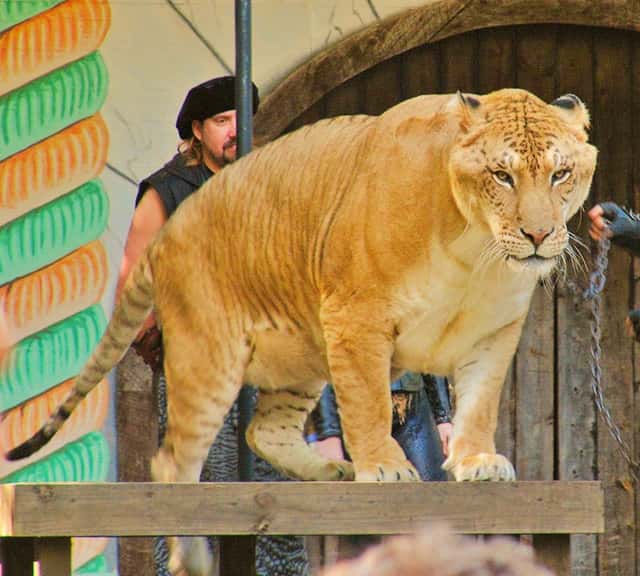 Liger result from crossbreeding of a lion and a tigress