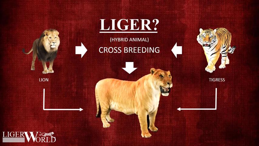 Facts about Cross breeding of male lion and female tigress.