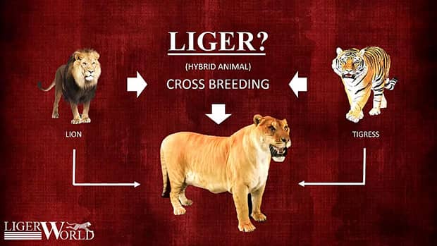 Liger is a result of cross-breeding male lion and a female tigress.