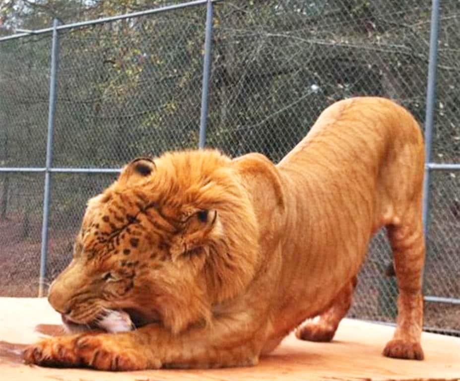 A liger is capable of eating around 100 pounds of meat in a single sitting.