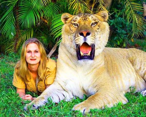 Hercules the liger has appeared twice within Guinness Book of World Records.