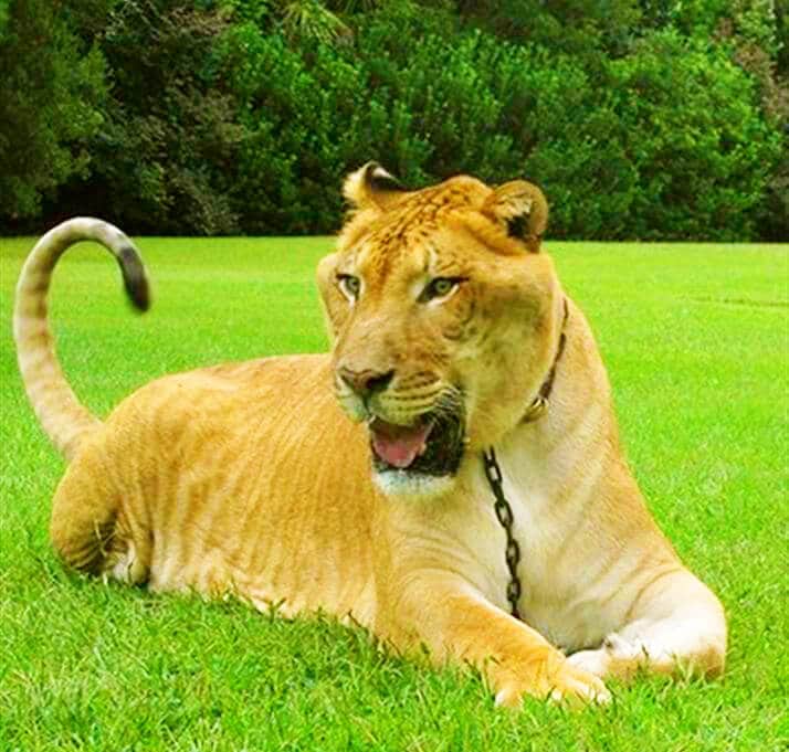 Liger - Hybrid Cross Breeding of a male lion and a female tigress.