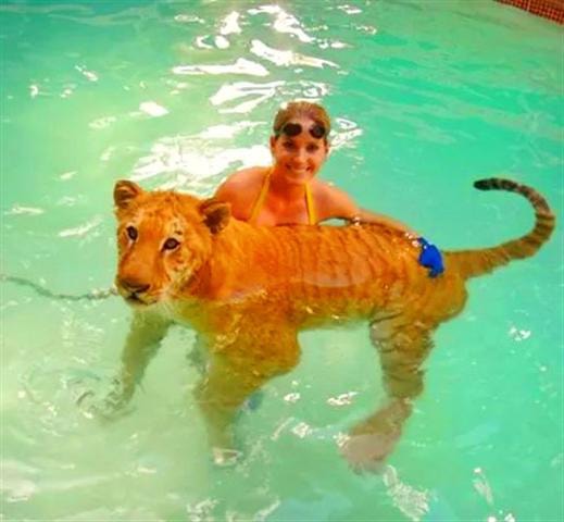 Ligers love to swim in the water and they are great swimmers.