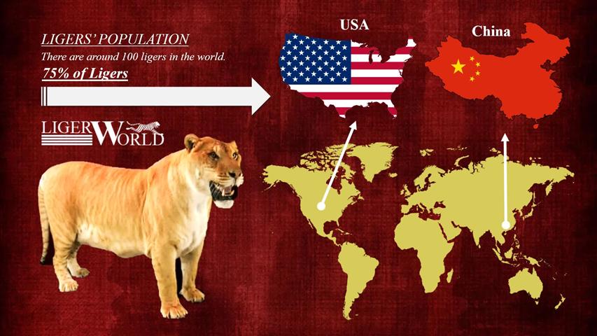 Population of the ligers in United States and China.
