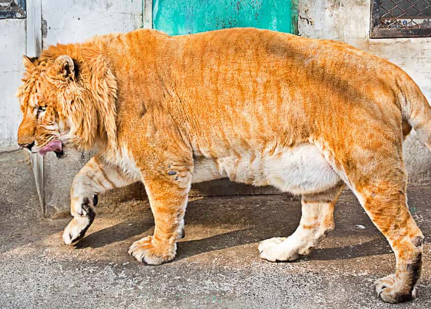 There are around 100 ligers worldwide with majority of the ligers living in United States and China.