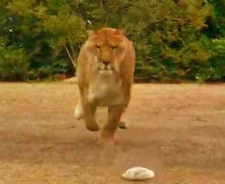 Average Speed of a liger is around 50 to 60 miles per hour.