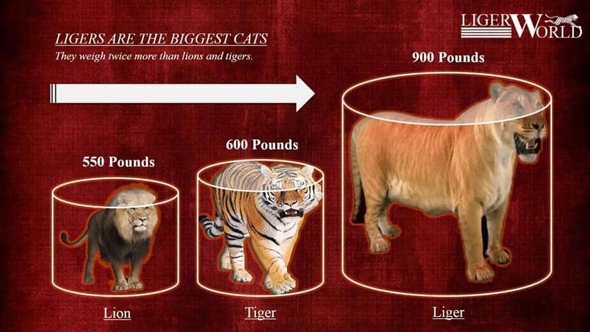 A Liger weighs around 900 pounds. Whereas; Lions and tigers weigh around 500 and 600 pounds.
