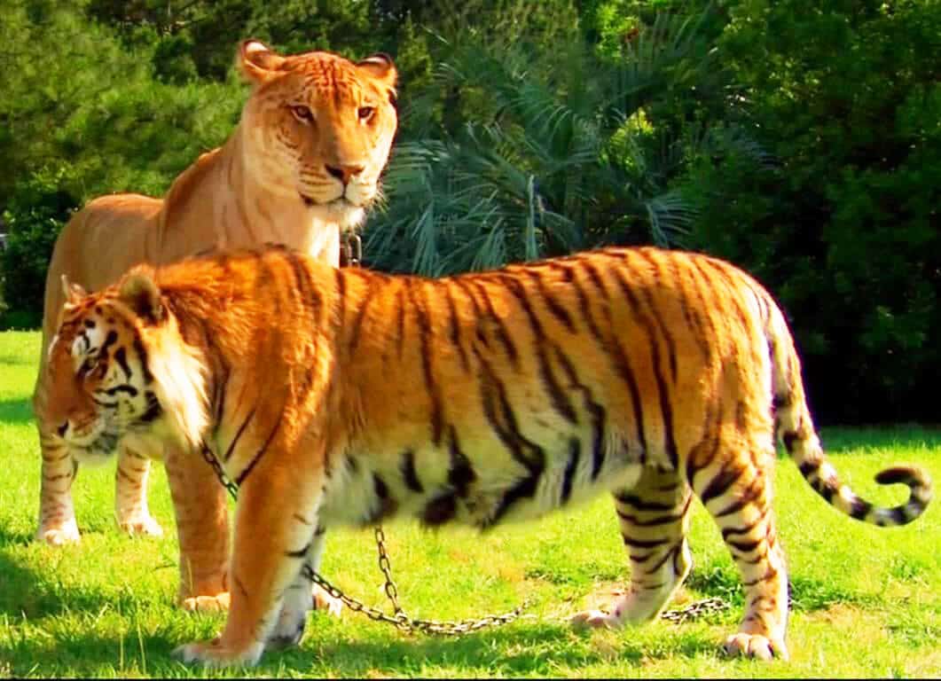 Appearance of a liger is closer to both lion and the tiger.