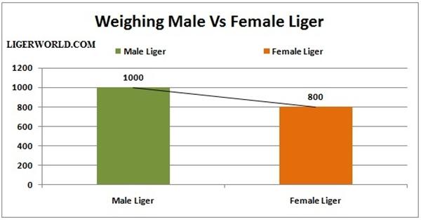 Liger Male Female Weights. 