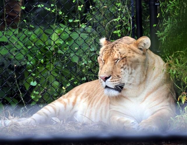 Ligers are healthy according to Dr. Bhagavan Antle. 