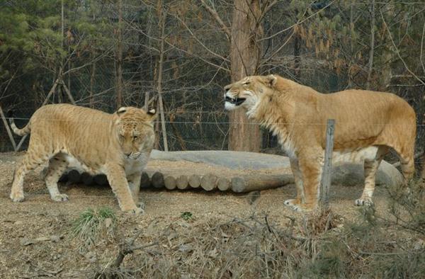 american lion vs liger