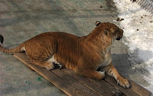 Biggest liger of China is sitting on a wooden stool while it is snowing in China.