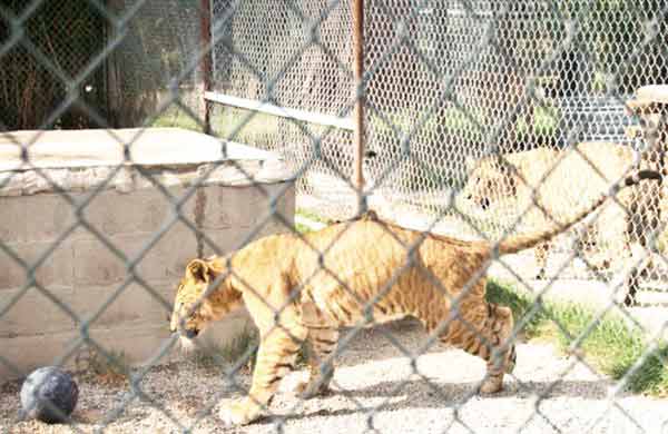 Liger Cub miami. Miami is the home to the largest numbers of ligers in the world.