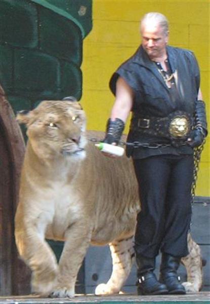 Ligers are Healthy according to liger expert Doctor Bhagavan Antle.