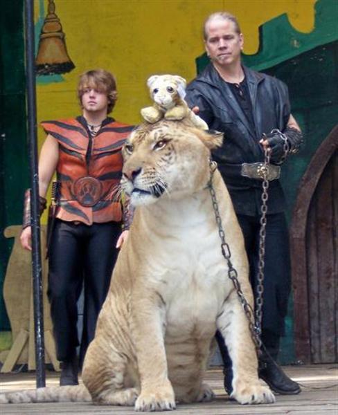 Hercules the liger age is 10 years.