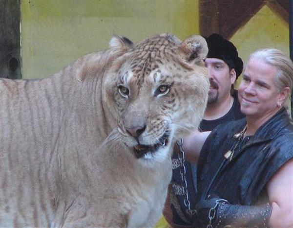 Hercules the liger has a very Natural and Healthy Age. 