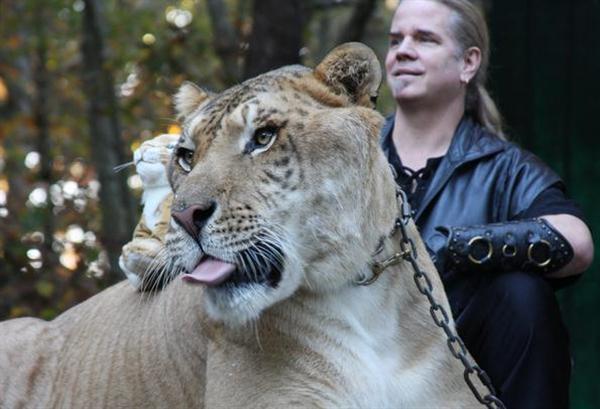 Liger Hercules Brand Ambassador for Liger Research and Big Cat Education.