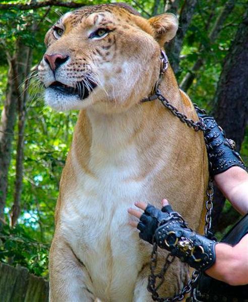 Hercules the Liger as a brand ambassador is responsible for Animal preservation and welfare.