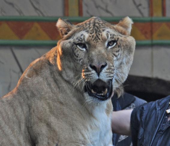 Endangered Species Brand Ambassador - Hercules the Liger.