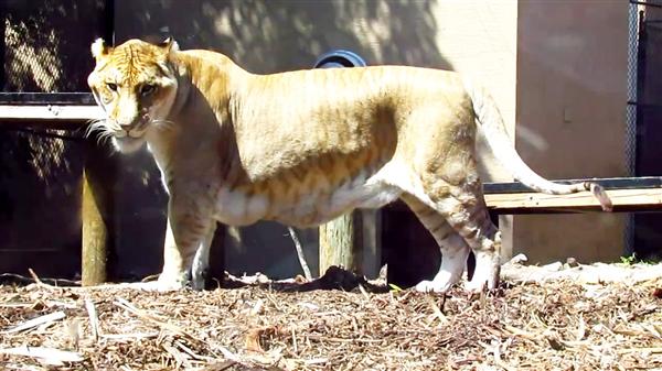 Liger Hercules is a Global Brand Ambassador.