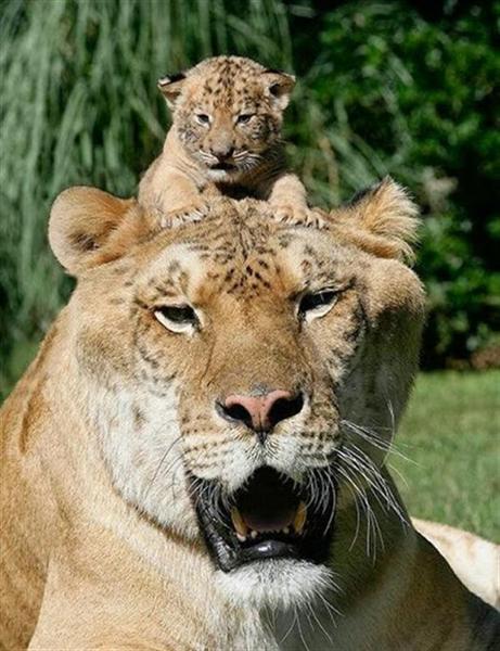 Liger Hercules with its brother Aries the liger.