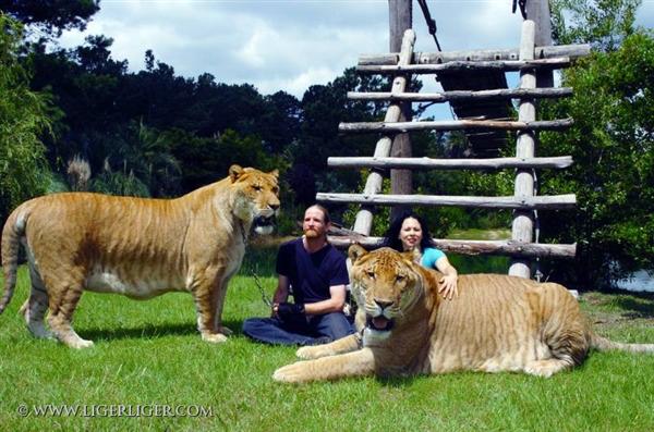 Liger Hercules brothers Vulcan and Sinbad at Miami Florida.