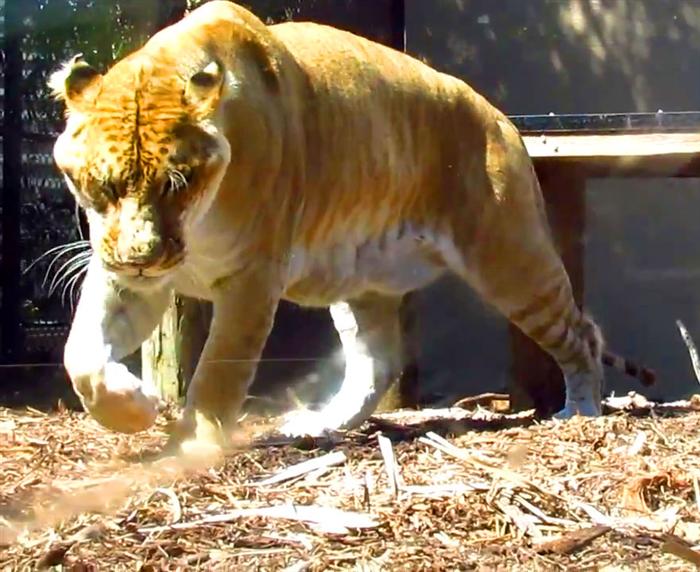 Liger Hercules brother Vulcan the liger. Vulcan also weighs 900 pounds.