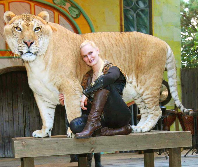 China York at King Richards Faire along with Hercules the liger.