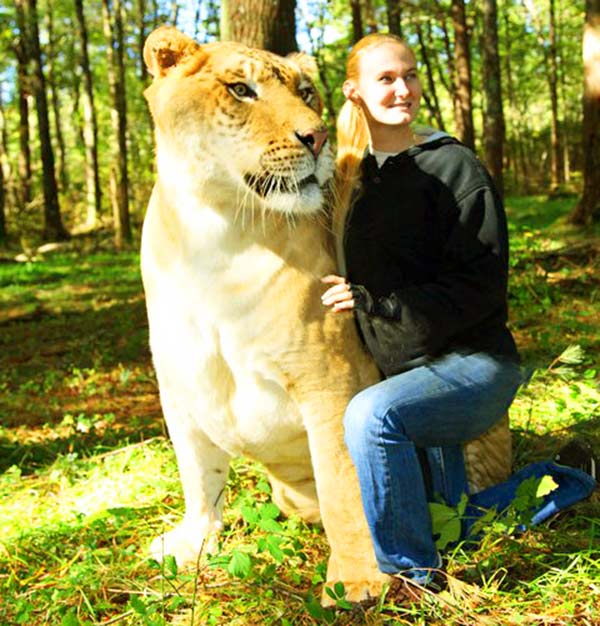 China York and Hercules the liger at Myrtle Beach Safari, South Carolina, USA, 