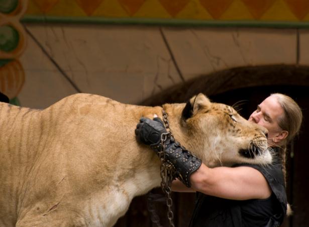 Dr. Bhagavan Antle loves hercules the liger. He is very proud of Hercules the liger.