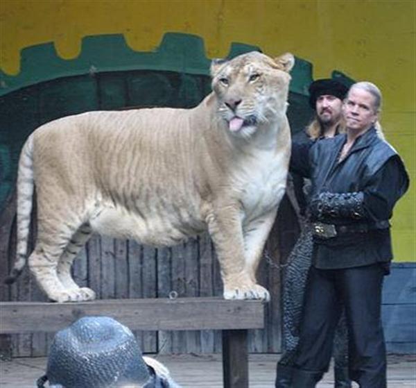 Liger Hercules with Dr. Bhagavan Antle