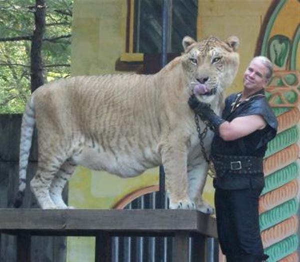 Dr. Bhagavan Antle is also the master of many other ligers as well apart from Hercules the liger. 