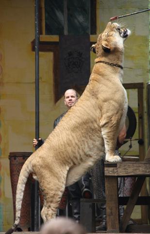 Eleven Feet length of Hercules the liger allows him to have bigger jumps and leaps.