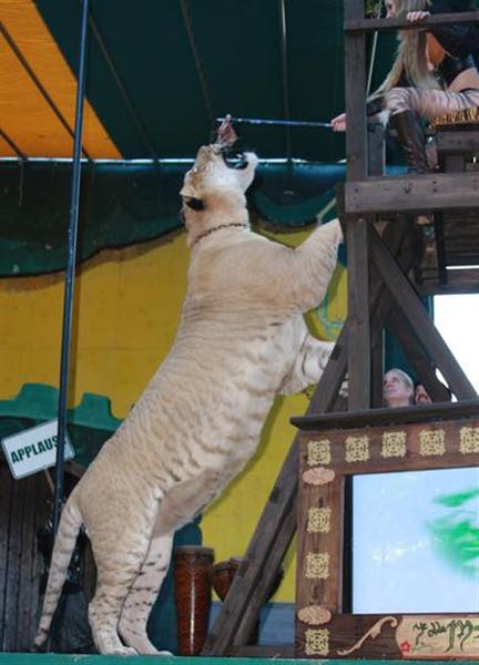 Hercules the liger is Eleven feet long. 