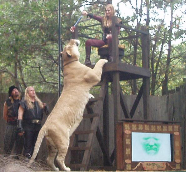 Hercules the liger is longer than other species of big cats.