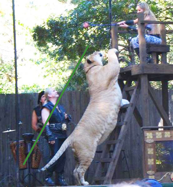 Liger Hercules Eleven Feet Long from Tip of its Tail towards its nose.