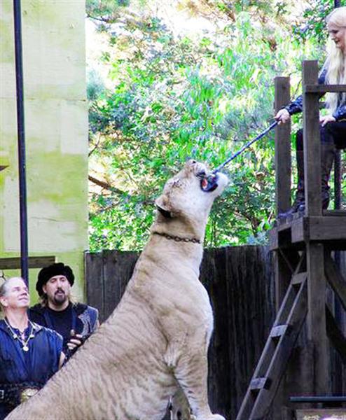 Liger Hercules fully enjoys Balanced Diet at its Animal Sanctuary in United States.