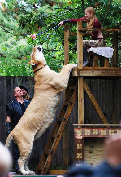 Liger Hercules eating a piece of meat. 