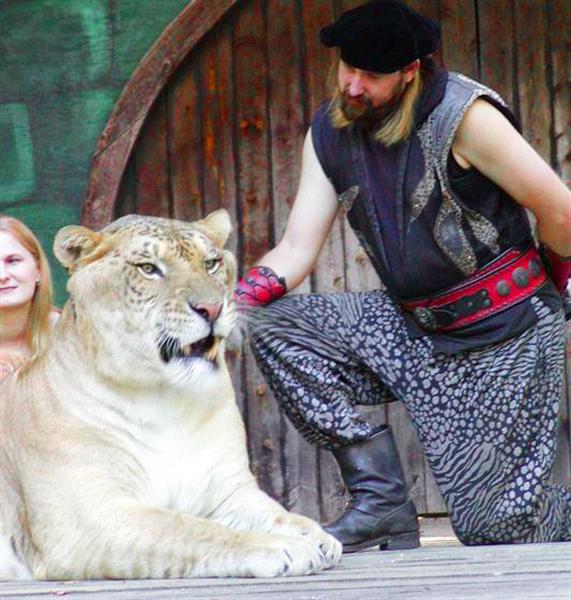 Hercules the liger has a very fast growth rate as compared to the other big cats.