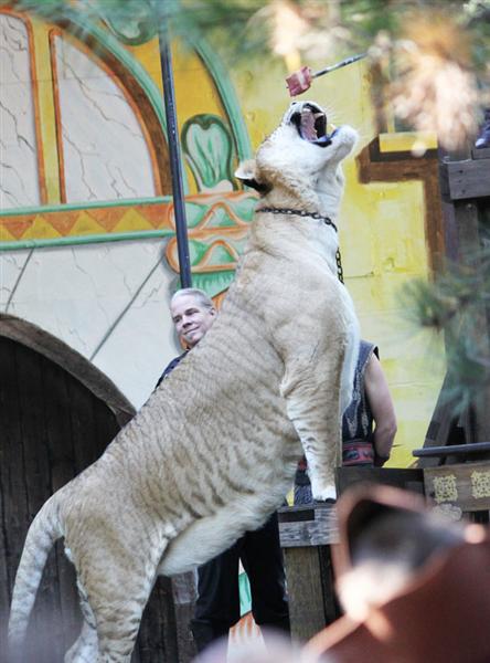 Liger Hercules Bite Power greater than other big cats as well.