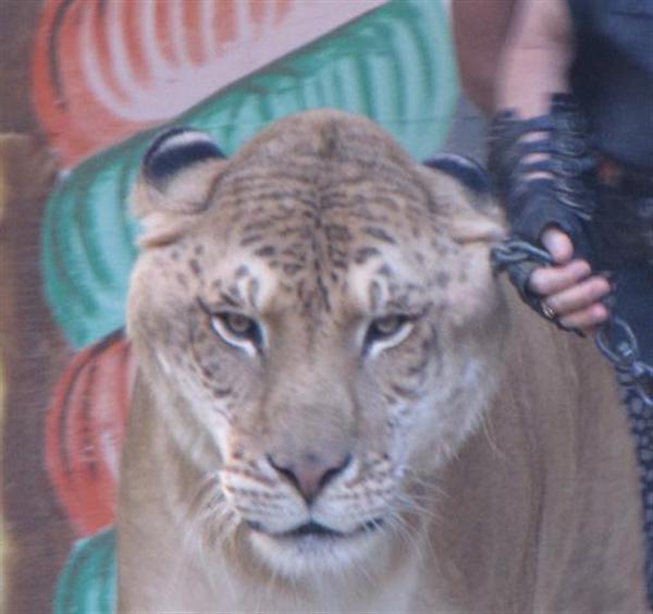 Liger Hercules Head Size is biggest among the carnivore mammals.