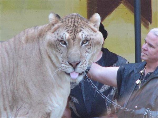 Liger Hercules bigger head size also means bigger brain and brain power.