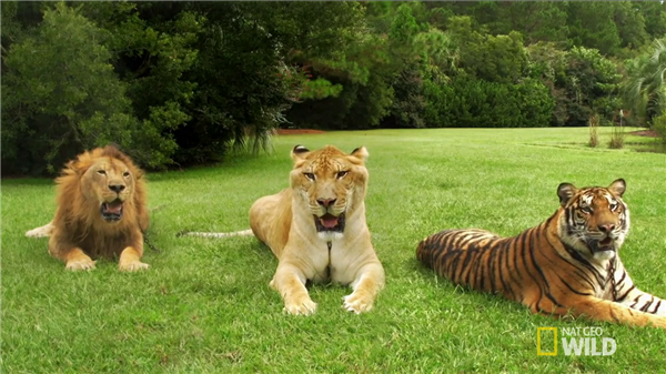 Liger Hercules Head Size is Twice bigger than the head size of Lion or tiger.